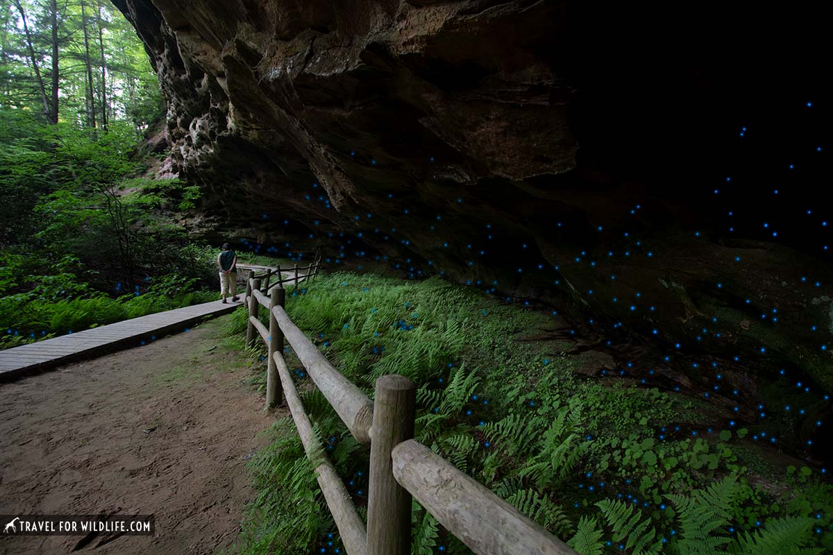 glow worm caves Tennessee