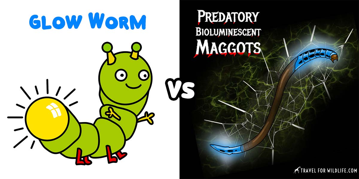 glow worm vs predatory Bioluminescent maggots