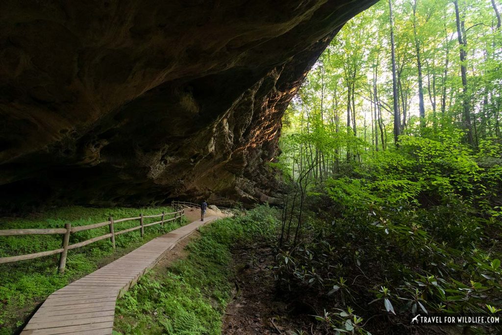 Glow worm caves Tennessee