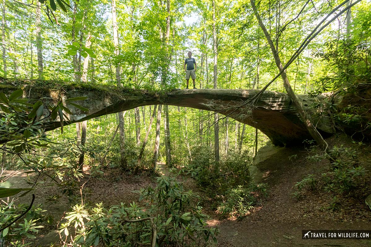natural bridge in Pickett state park tn