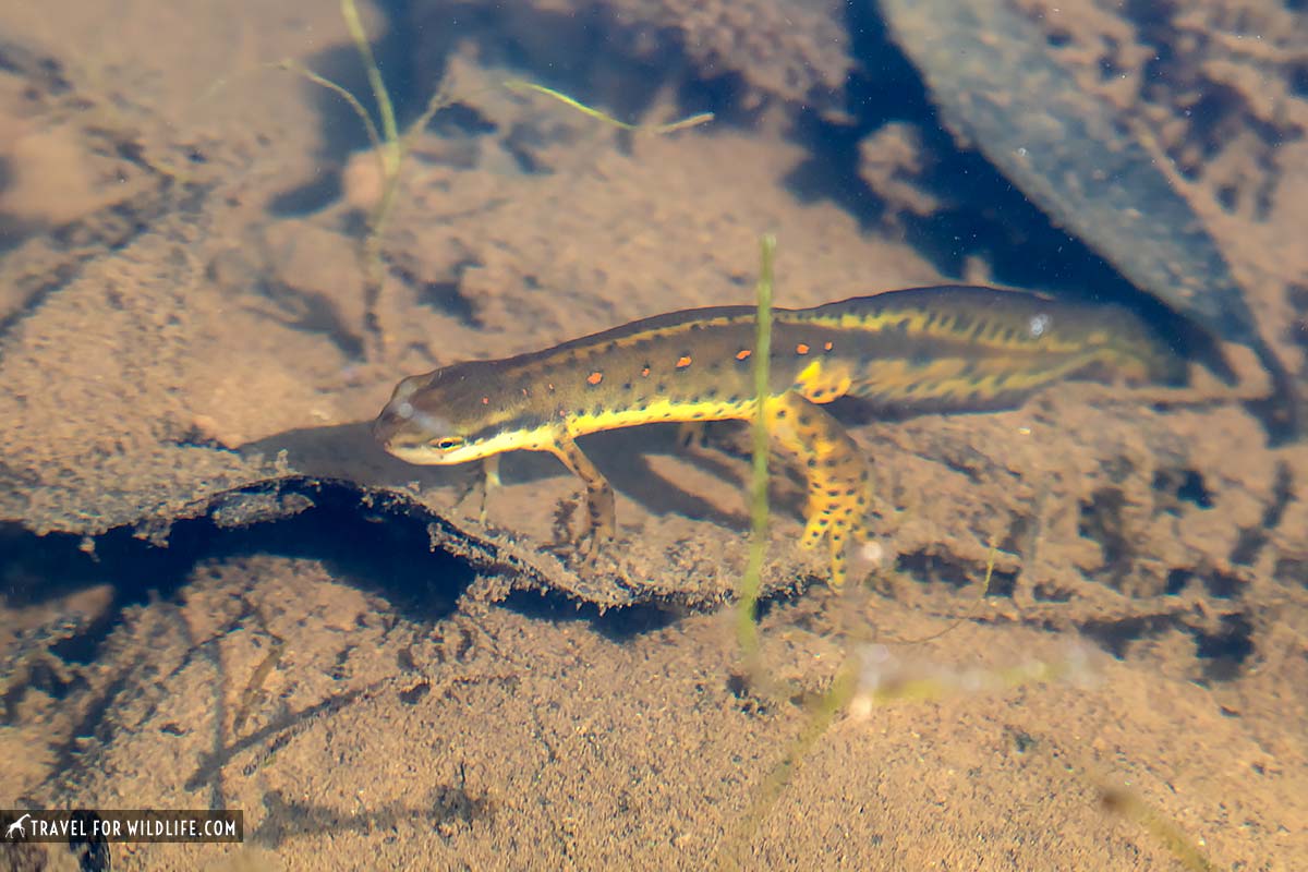 red spotted newt salamander