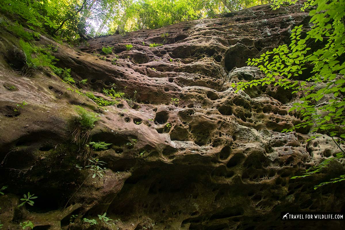 detail of sandstone cliff in Pickett State Park