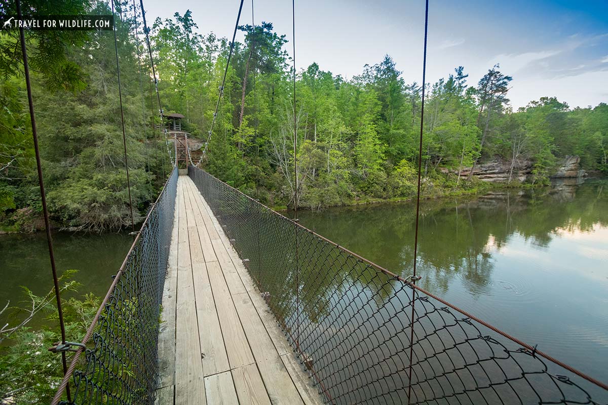 suspension bridge at Pickett