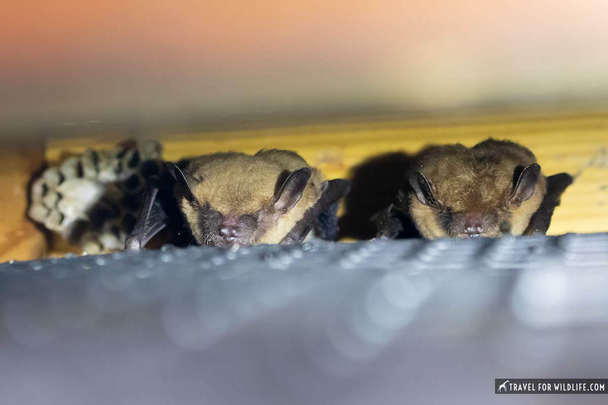 big brown bats in bat house