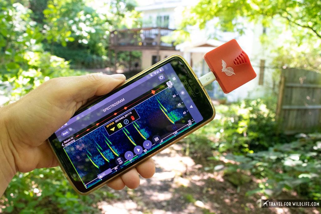 Turn Your Phone into a Bat Detector with the Echo Meter Touch 2 Travel For Wildlife