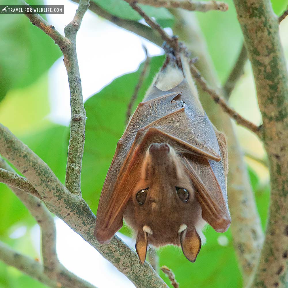 epaulettes fruit bat