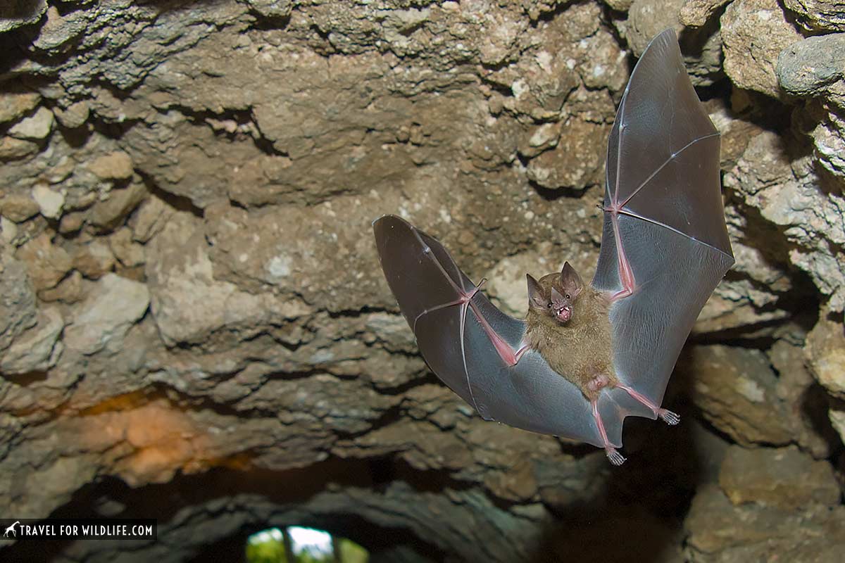 jamaican fruit eating bat