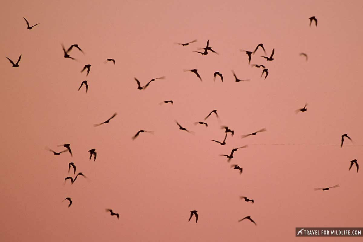 Mexican free-tailed bats flying