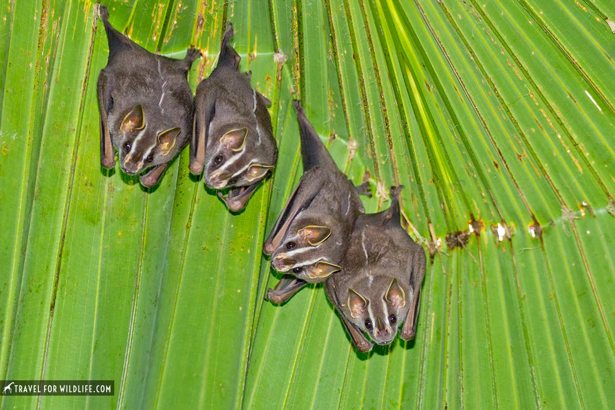 tent making bat