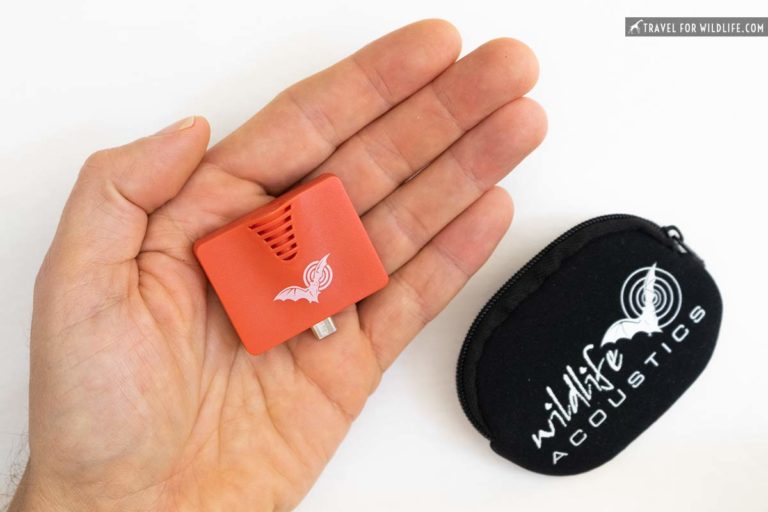 Turn Your Phone into a Bat Detector with the Echo Meter Touch 2