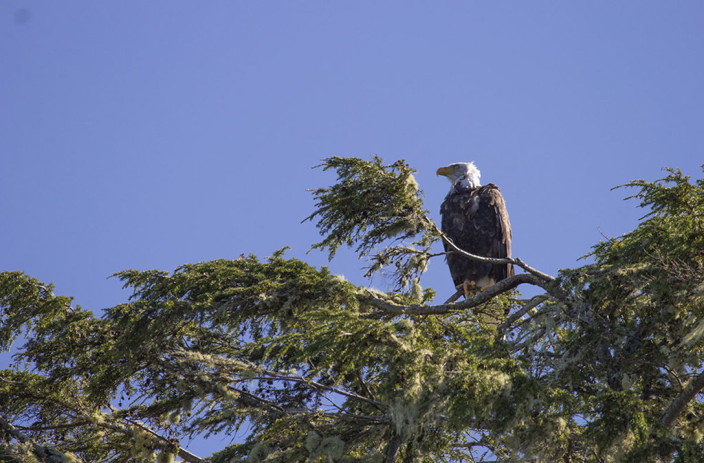 Bald eagle on top of a tree