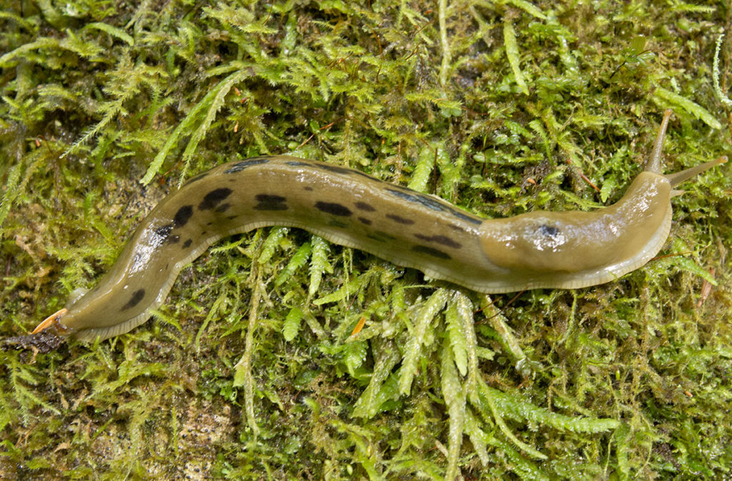 A banana slug on moss