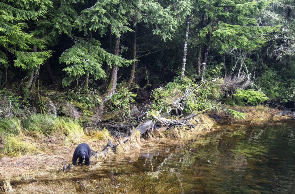 bear walking by a creek