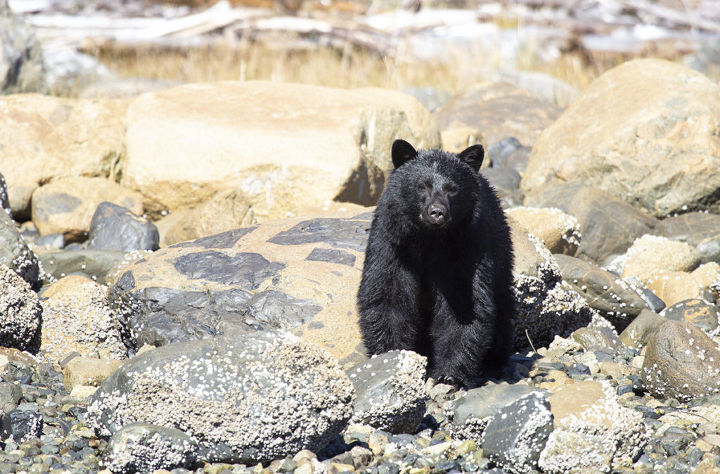 Black bear on a rocky beach
