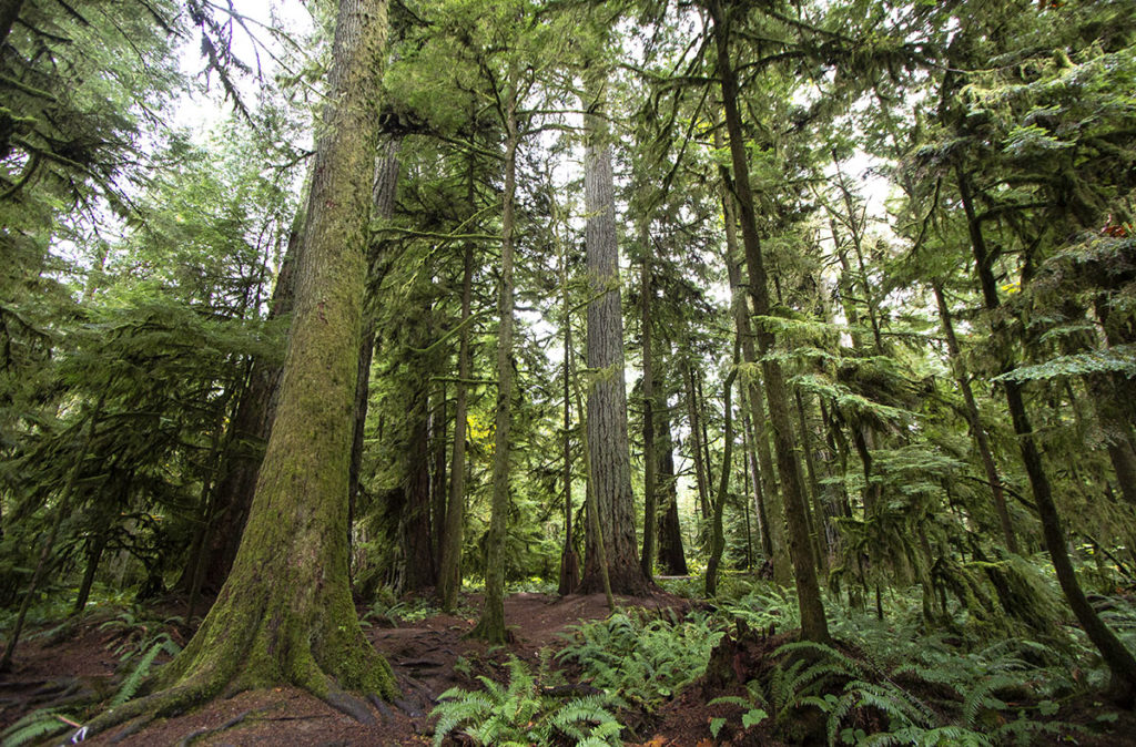 Old growth forest and ferns