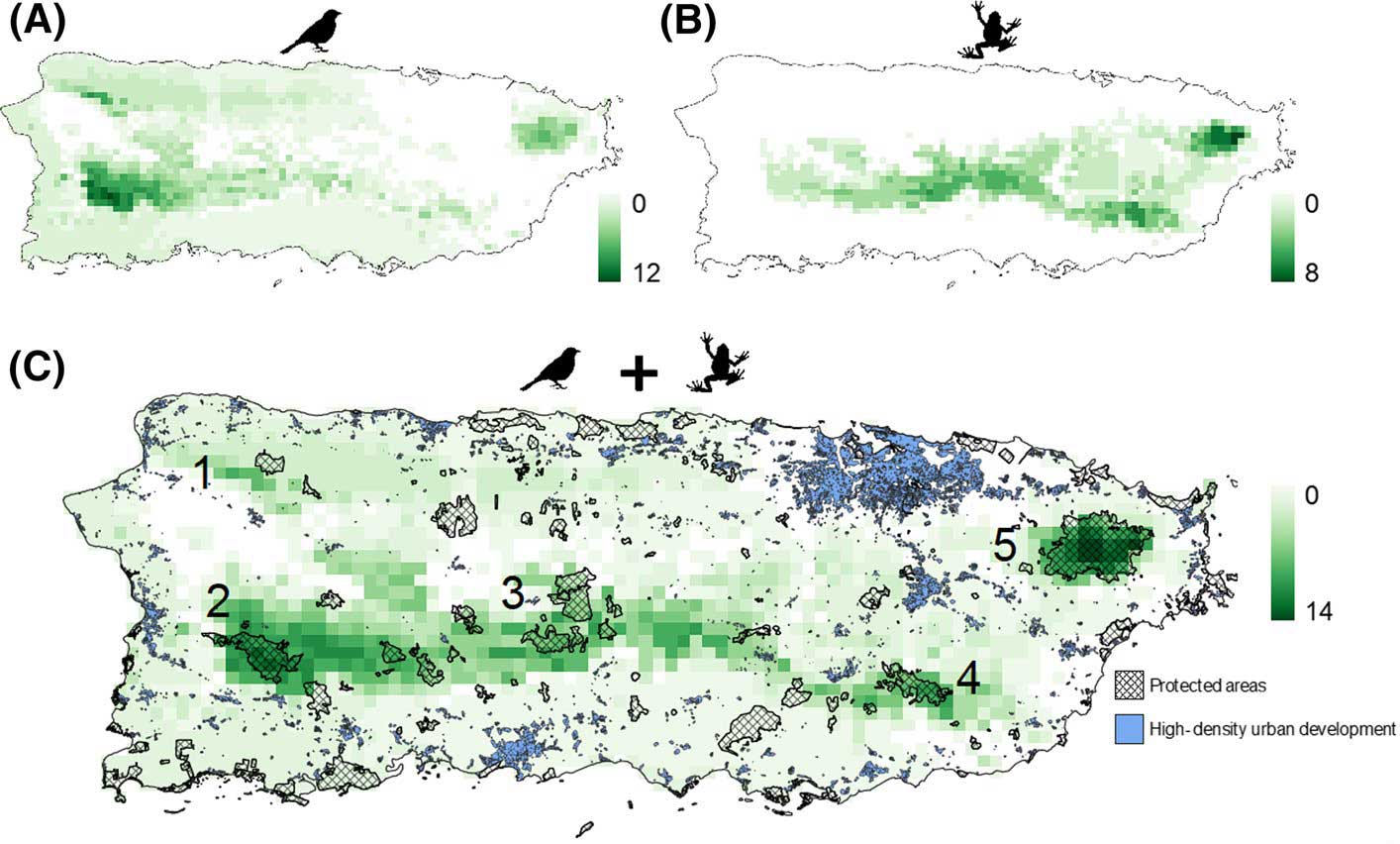 frog and bird Climate Refugia in Puerto Rico