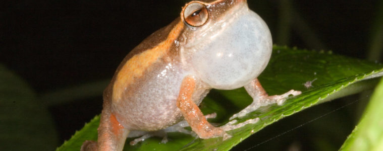 Mountain Coqui frog in Puerto Rico