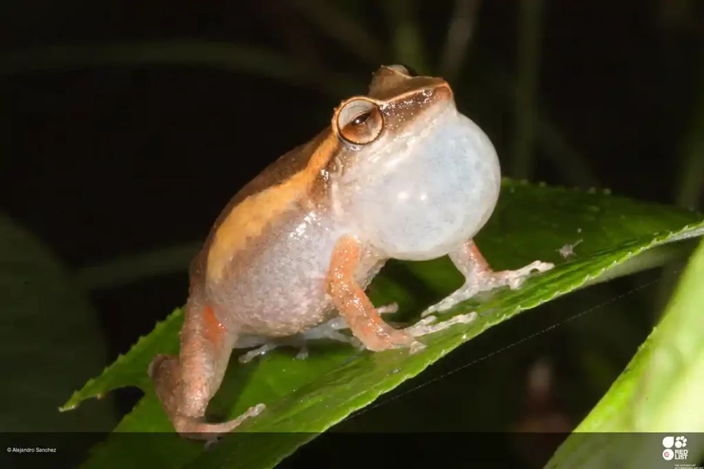 Mountain coqui frog Puerto Rico