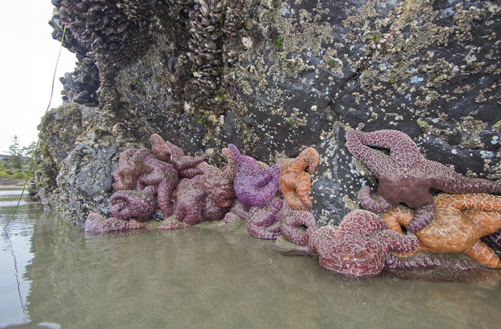 Ochre sea stars at low tide