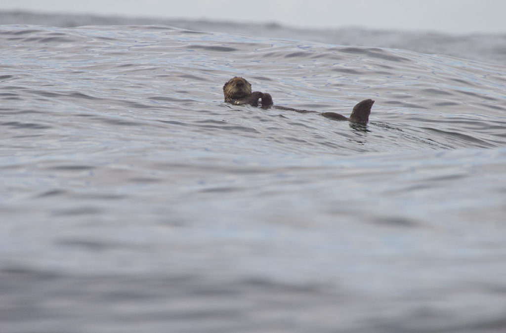 Sea otter on its back 
