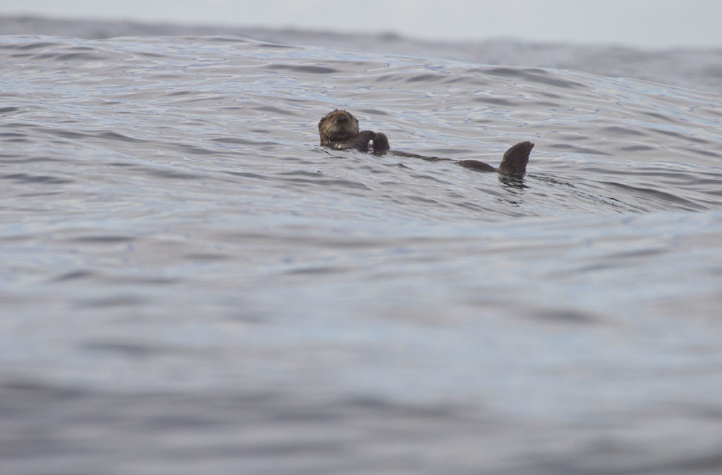 Sea otter on its back