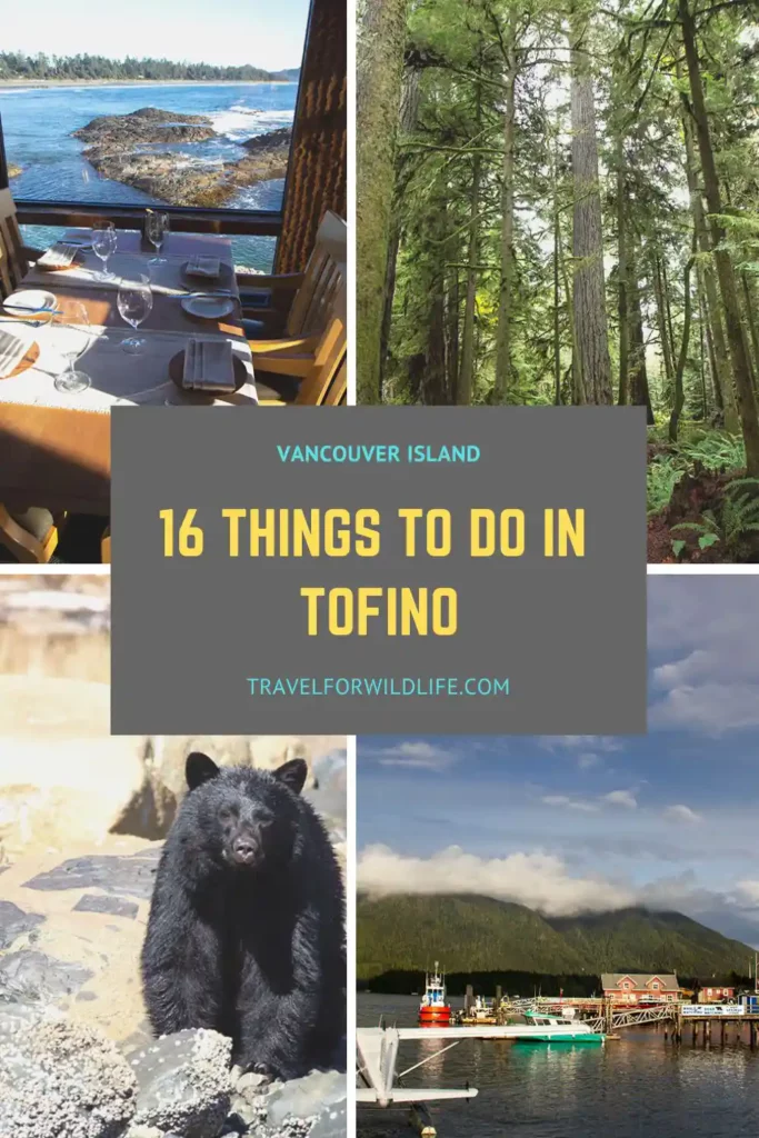 things to do in tofino