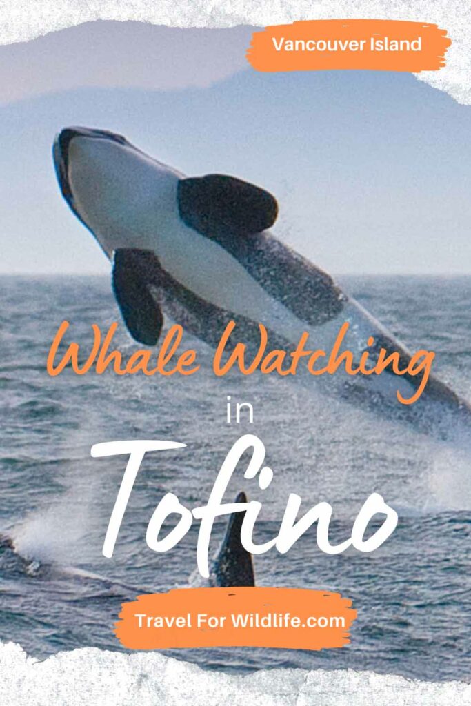 orca whale breaching