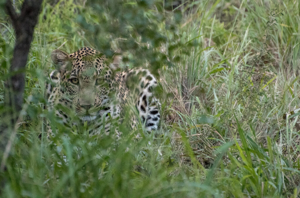 Leopard laying in the grass