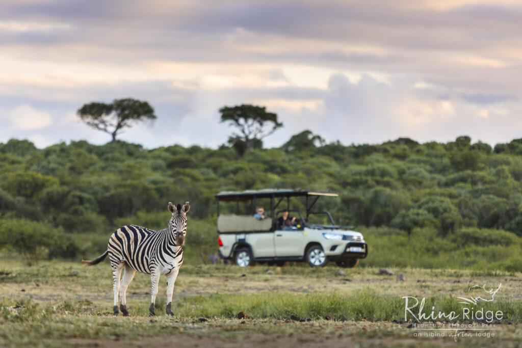 Safari vehicle and zebra