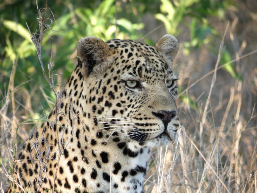 Leopard portrait