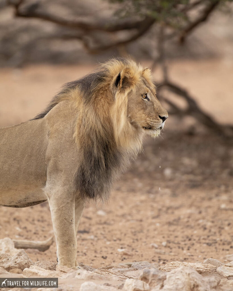 Kalahari lion portrait