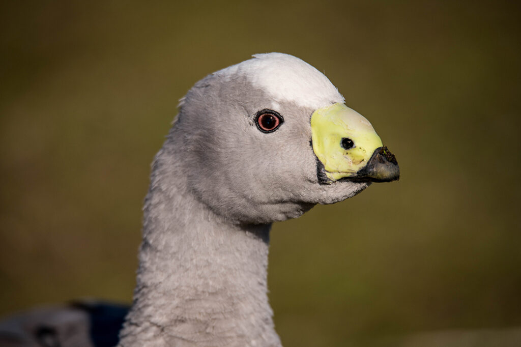 portrait of a Cape Barren Goose