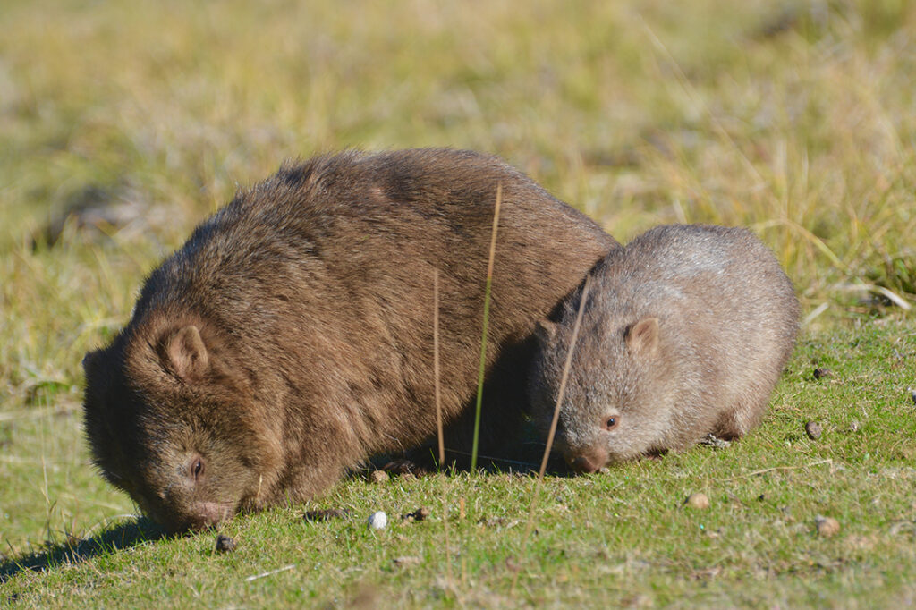 A wombat and her baby grazing