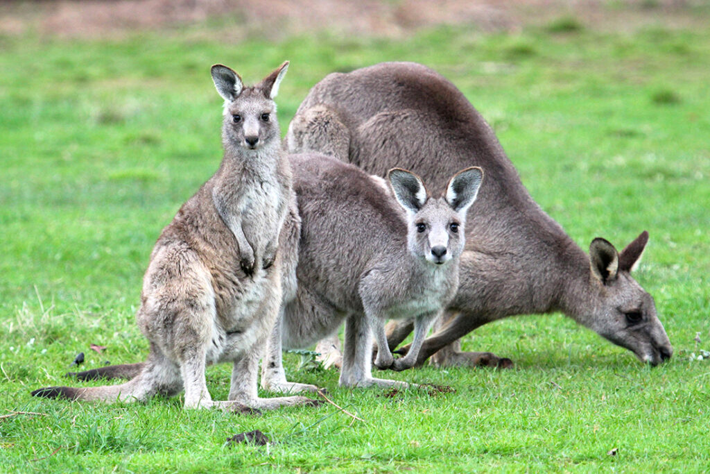 A kangaroo with two joeys