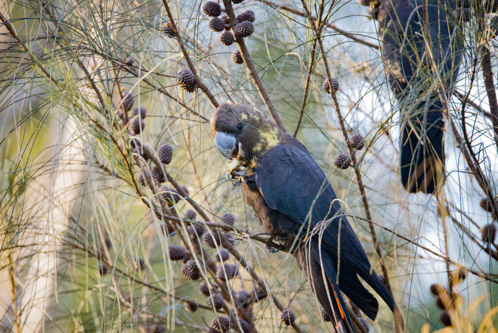 a glossy black cockatoo feeding while perched on a branch