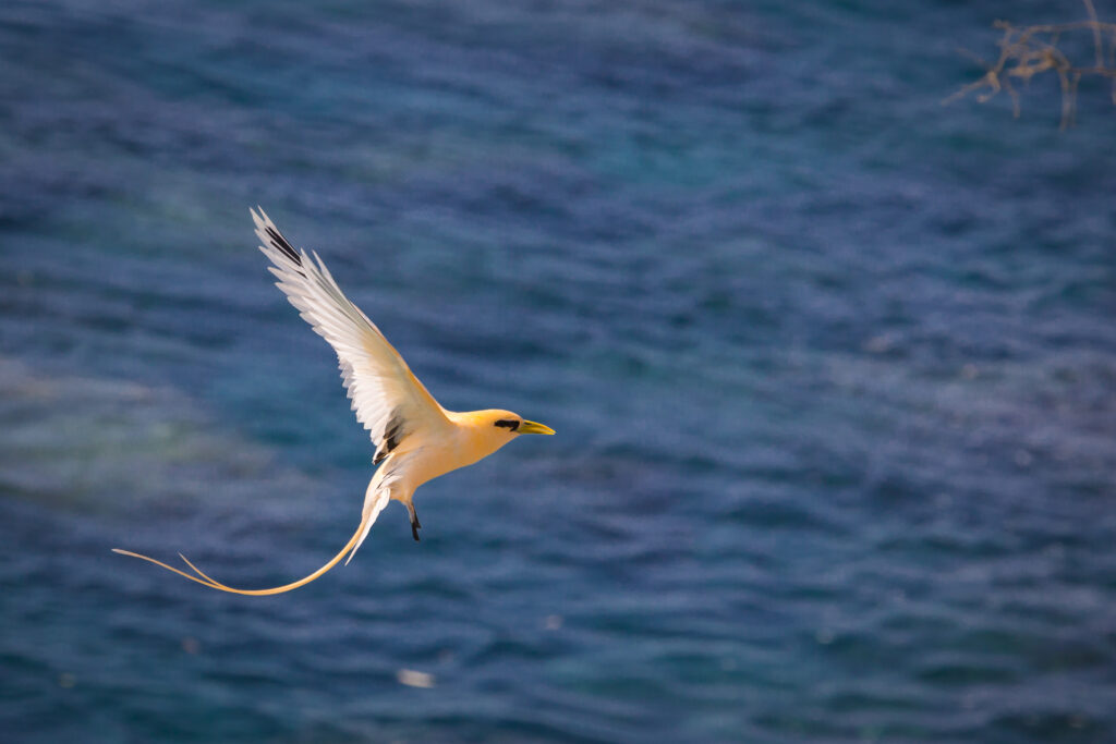 Golden bosun flying over the ocean