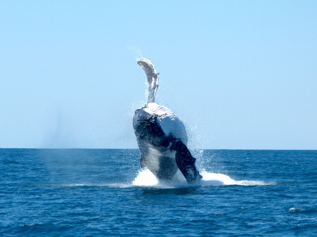 humpback whale breaching