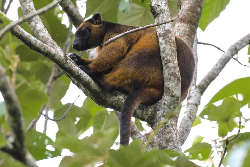 Lumholtz Tree kangaroo sleeping