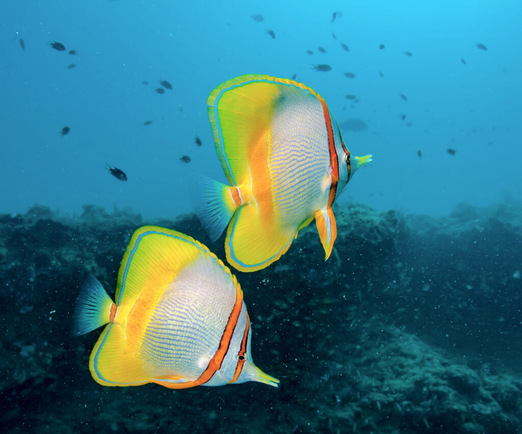 two yellow coral fish swimming