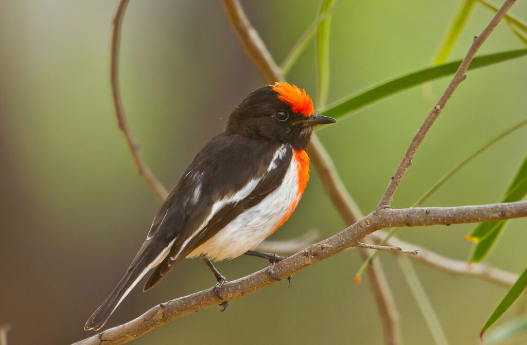 red-capped robin sitting on a stick