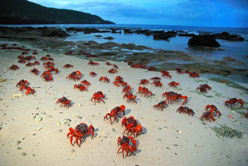 wildlife safari australia