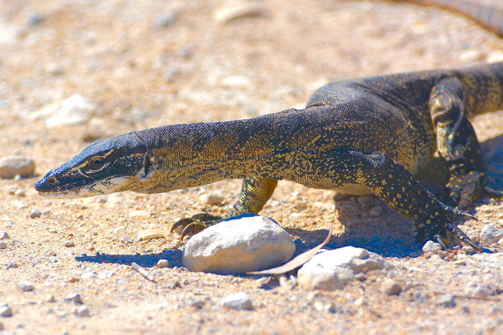 Rosenberg's Goanna walking on arid land