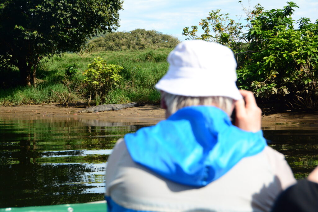 Photographer taking photo of saltwater crocodile in a river