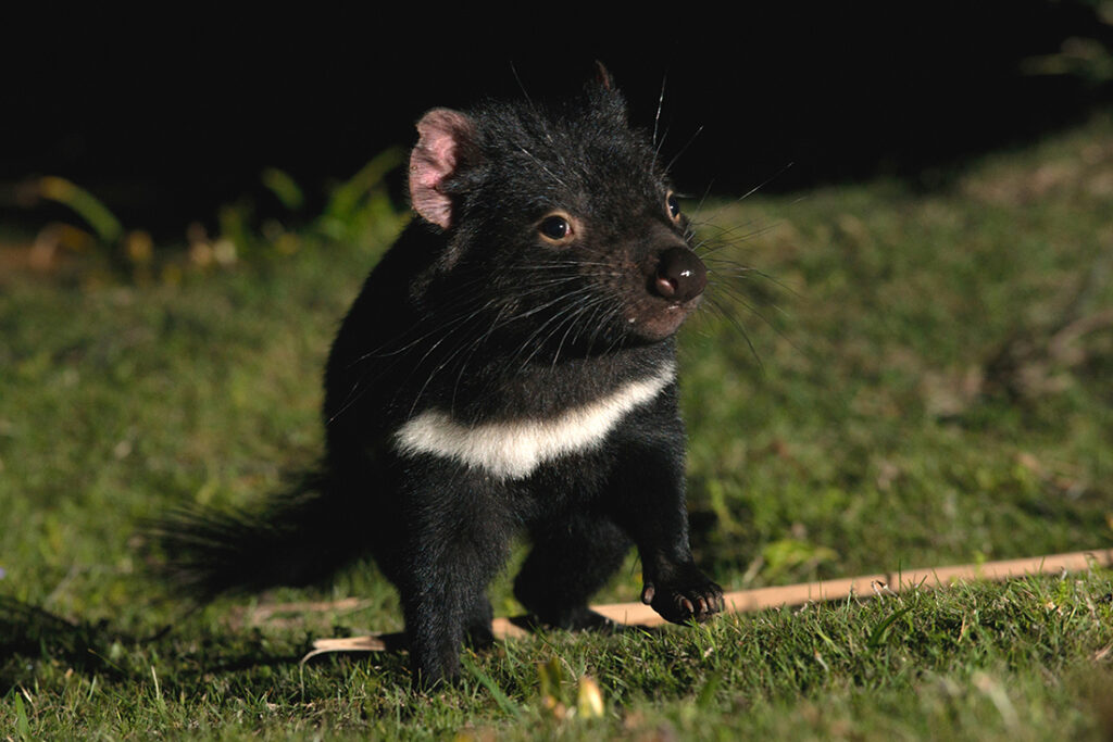 Tasmanian Devil portrait