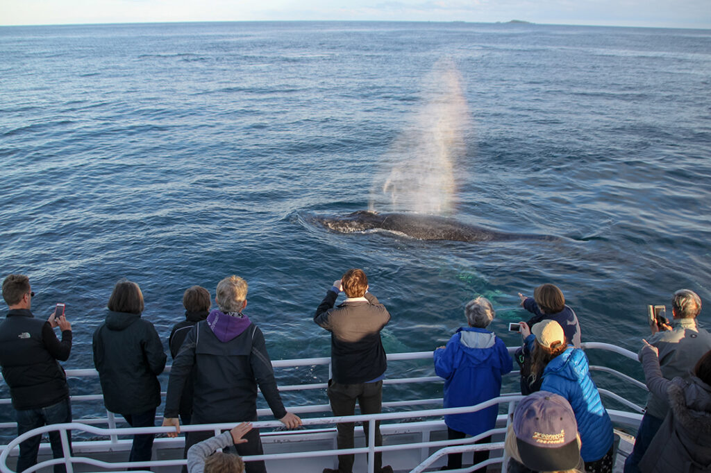 tourists watching whales on a boat