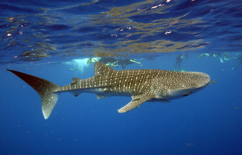 whale shark and a few snorkelers