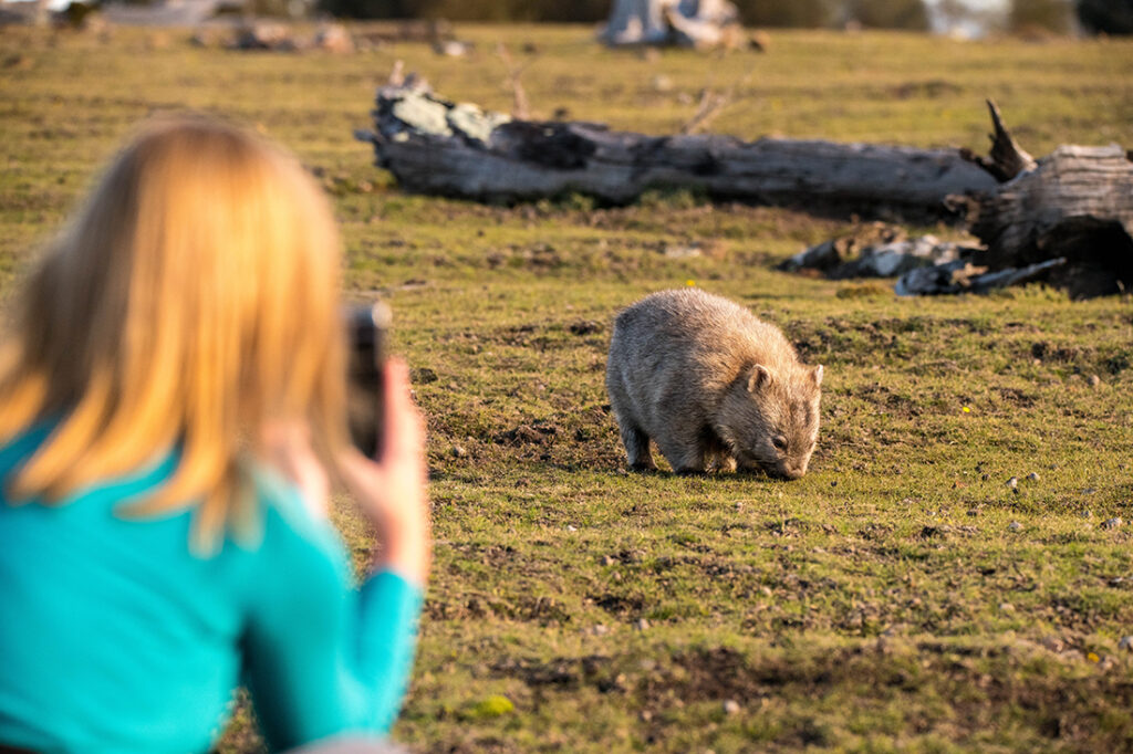 photographer taking a photo of a wombat