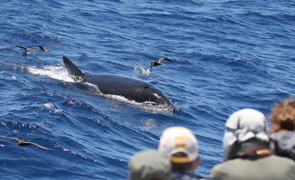 tourists watching killer whales in Australia