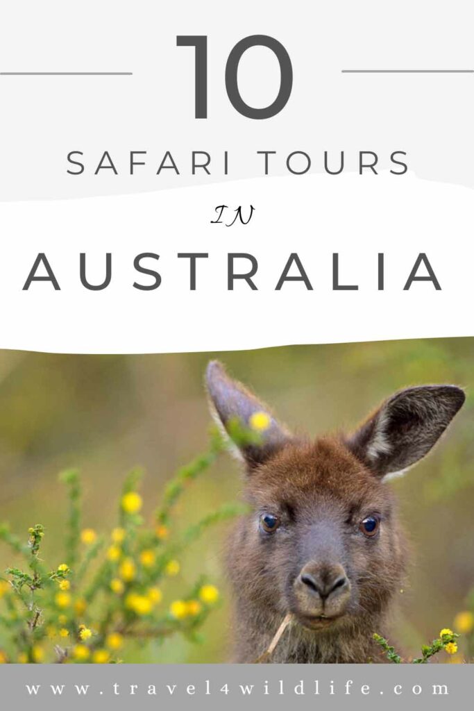 safari tours in Australia pin image with kangaroo