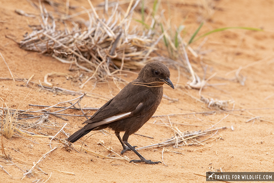 bird with nesting material